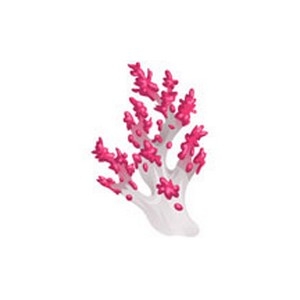 Realistic Coral  4